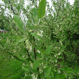 Elaeagnus umbellata (autumn olive)